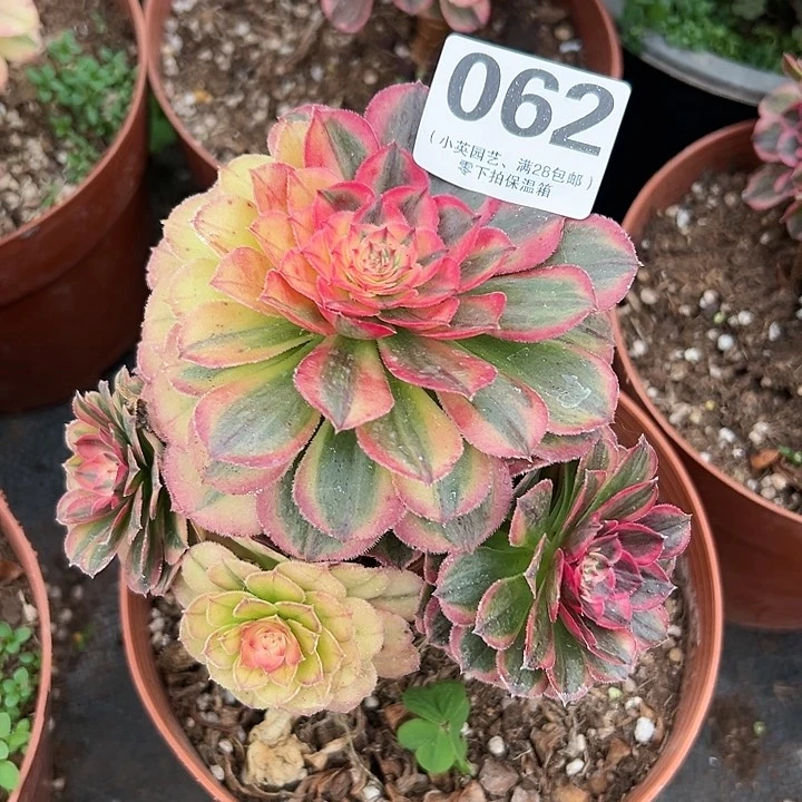 062多肉植物海神