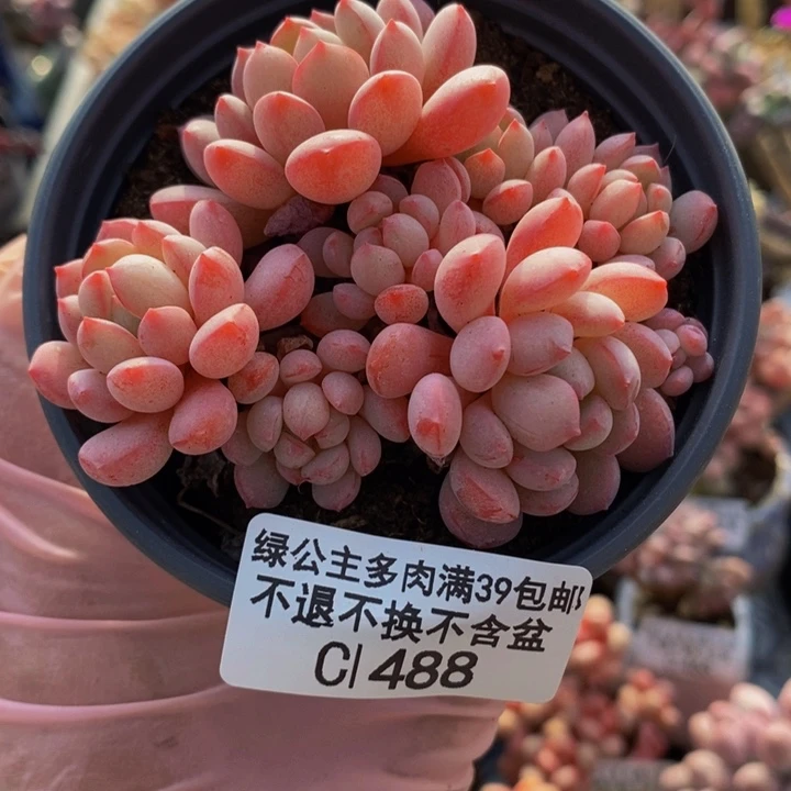 萌豆8cm488多肉植物