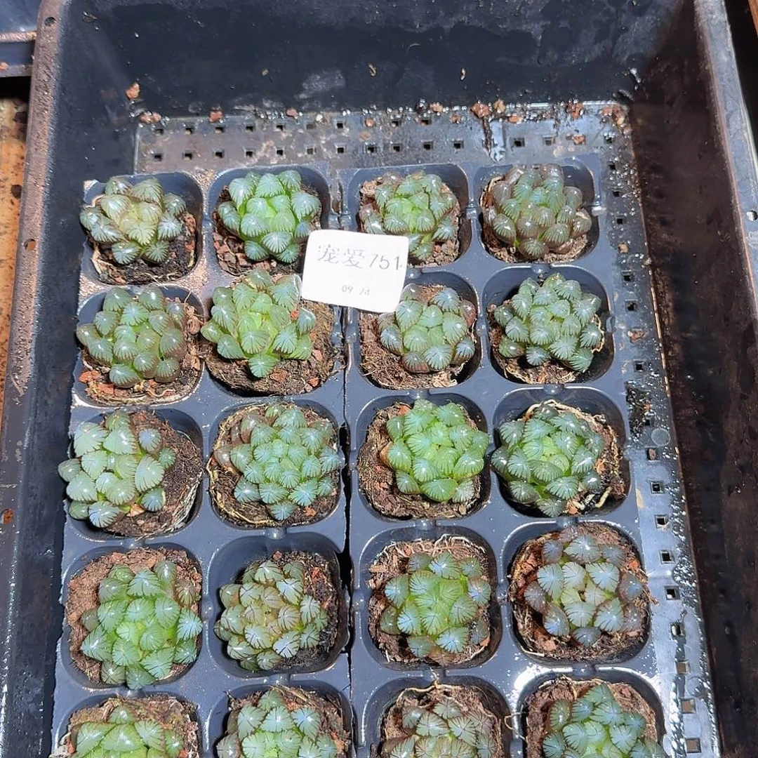 直播福利一物一拍751