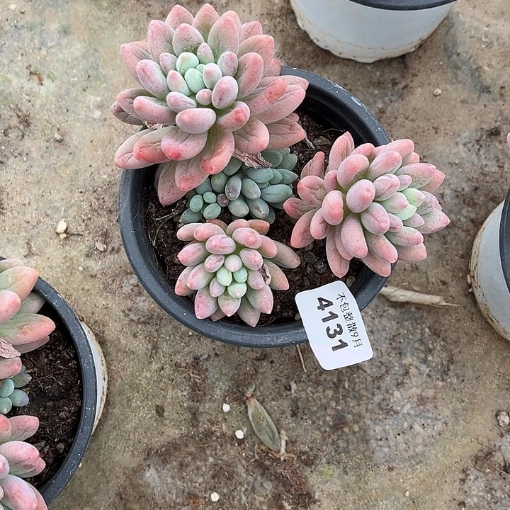 阿雅园艺。          4131粉玉团子