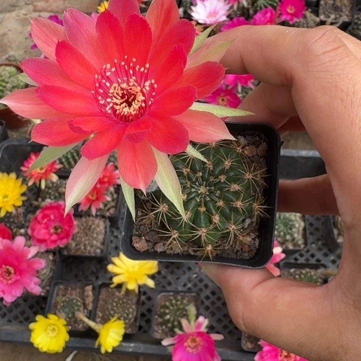 223丽花根掰花脱土发货瘦软