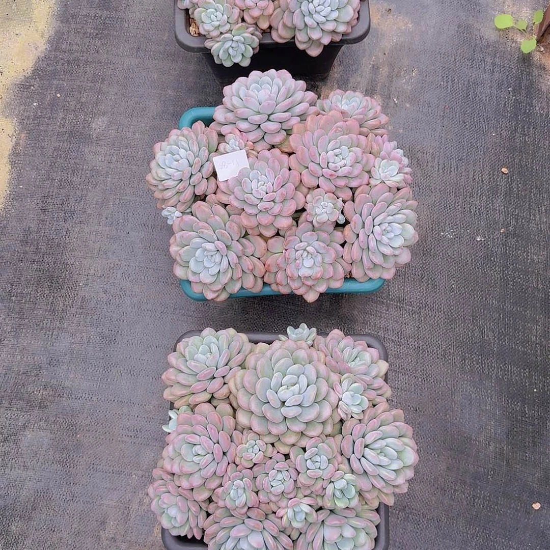 蛋***卷28-11貂蝉多肉植物