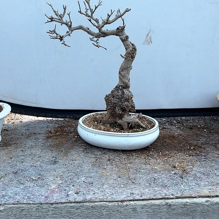 牢**命盆景植物300元