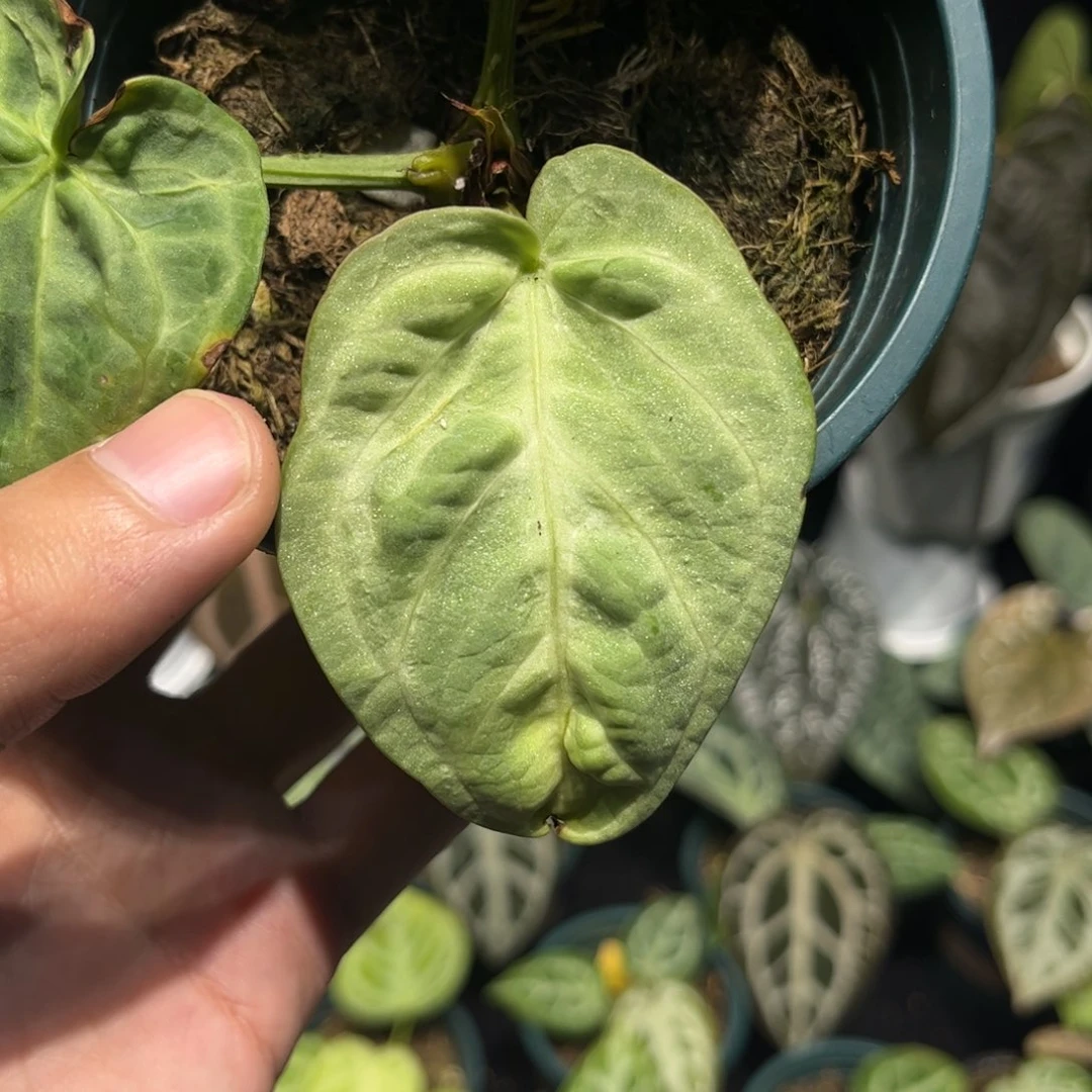 不开花植物银色克隆