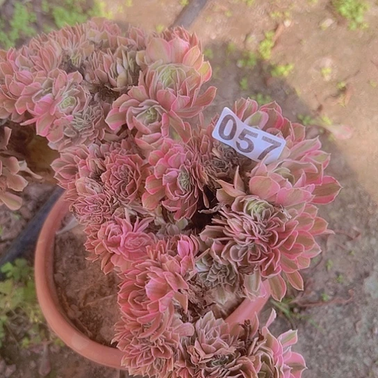 用***3多肉植物一个女巫