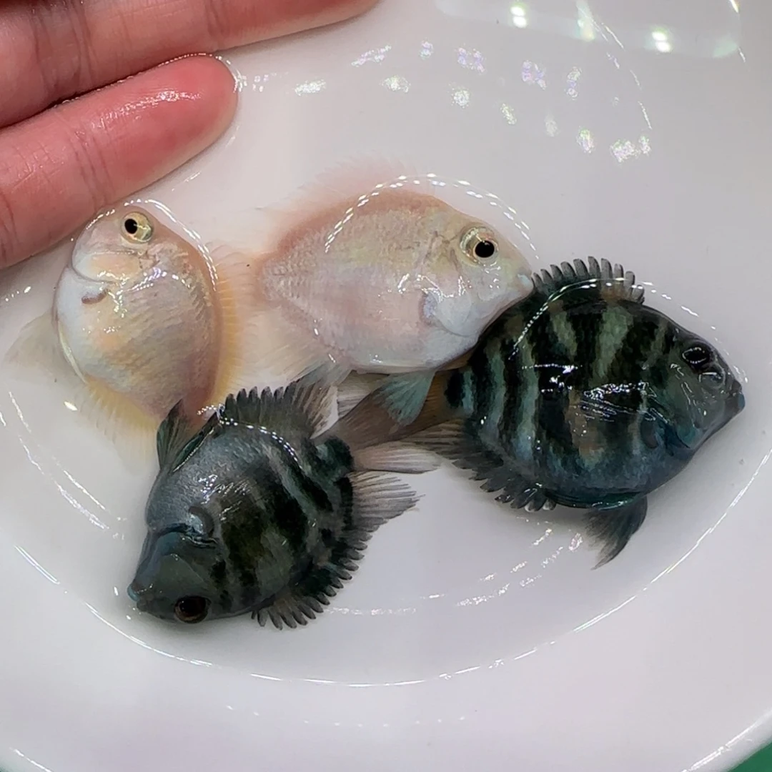 短鲷鱼4-5两蓝两白