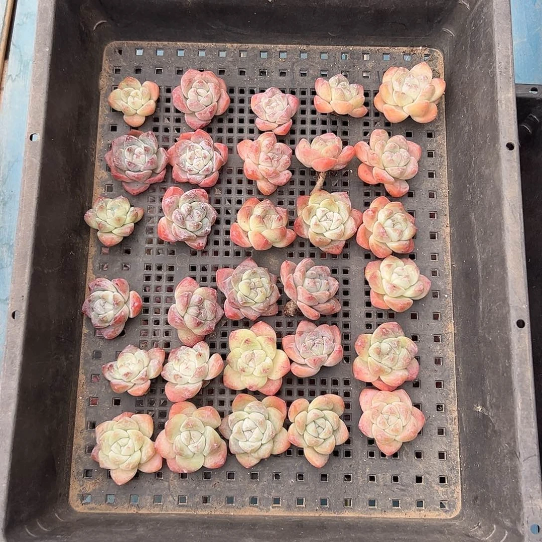 36个冰玉无根有瑕疵的