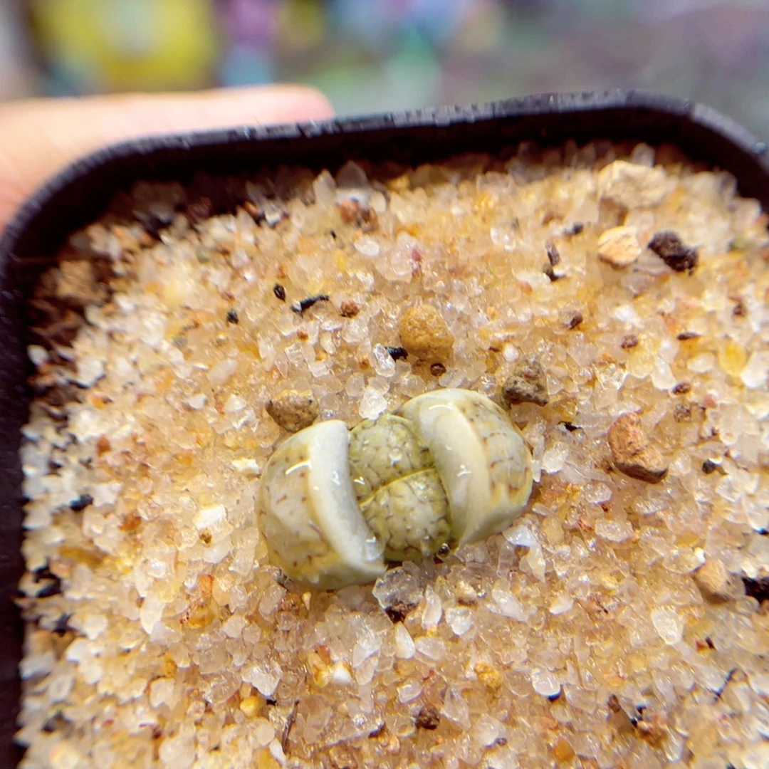 054。 8888888888888888888