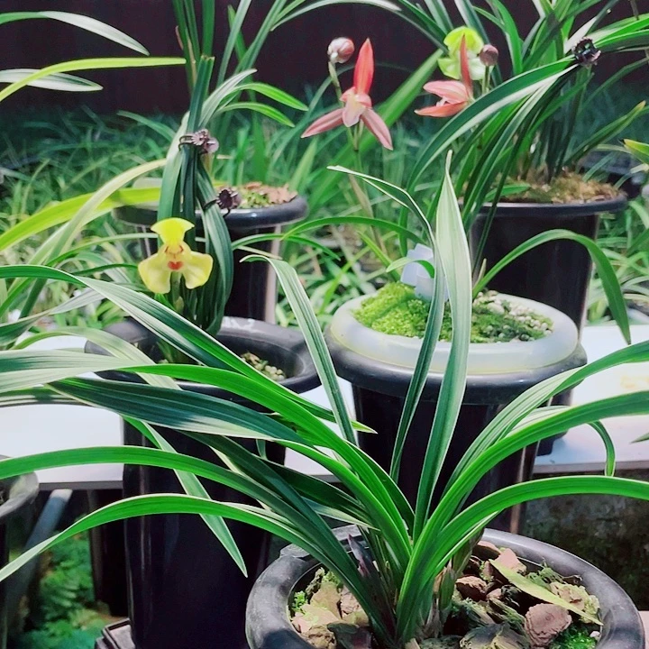 梁***烤无花朵一物一漂亮开花