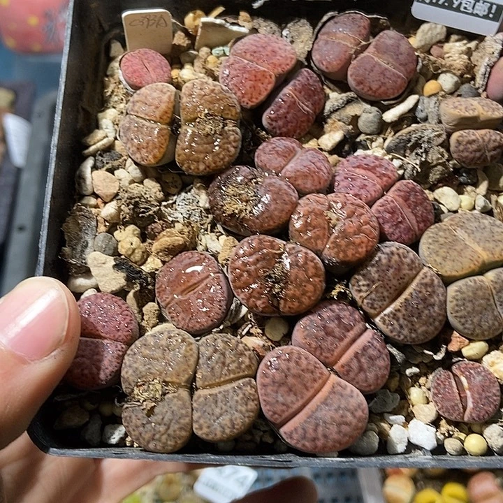 468大舅生石花肉锥