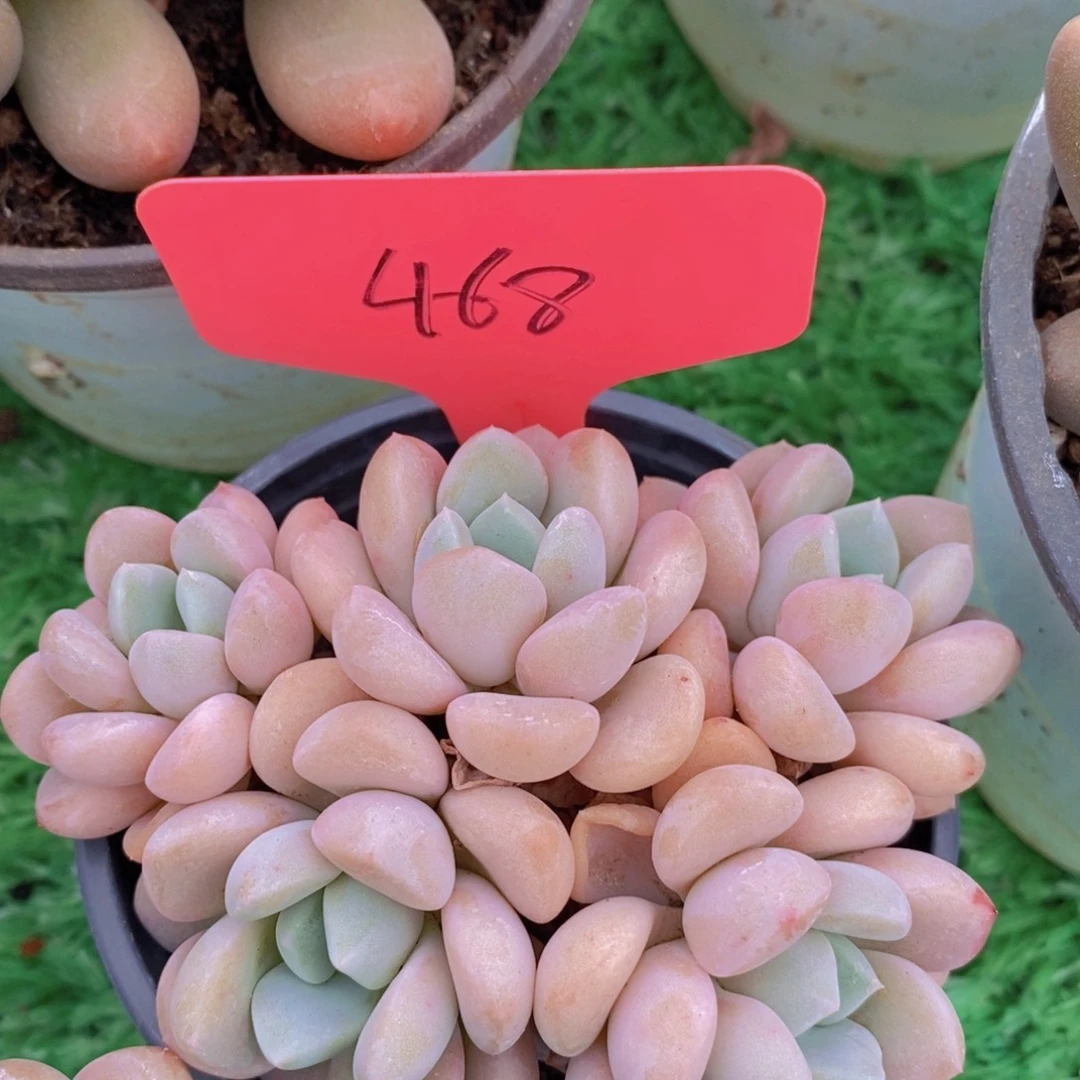 开心多肉，一物一拍