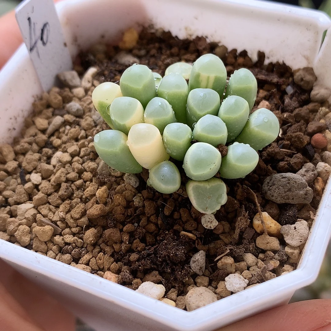 五十铃玉锦带盆土发货tloo