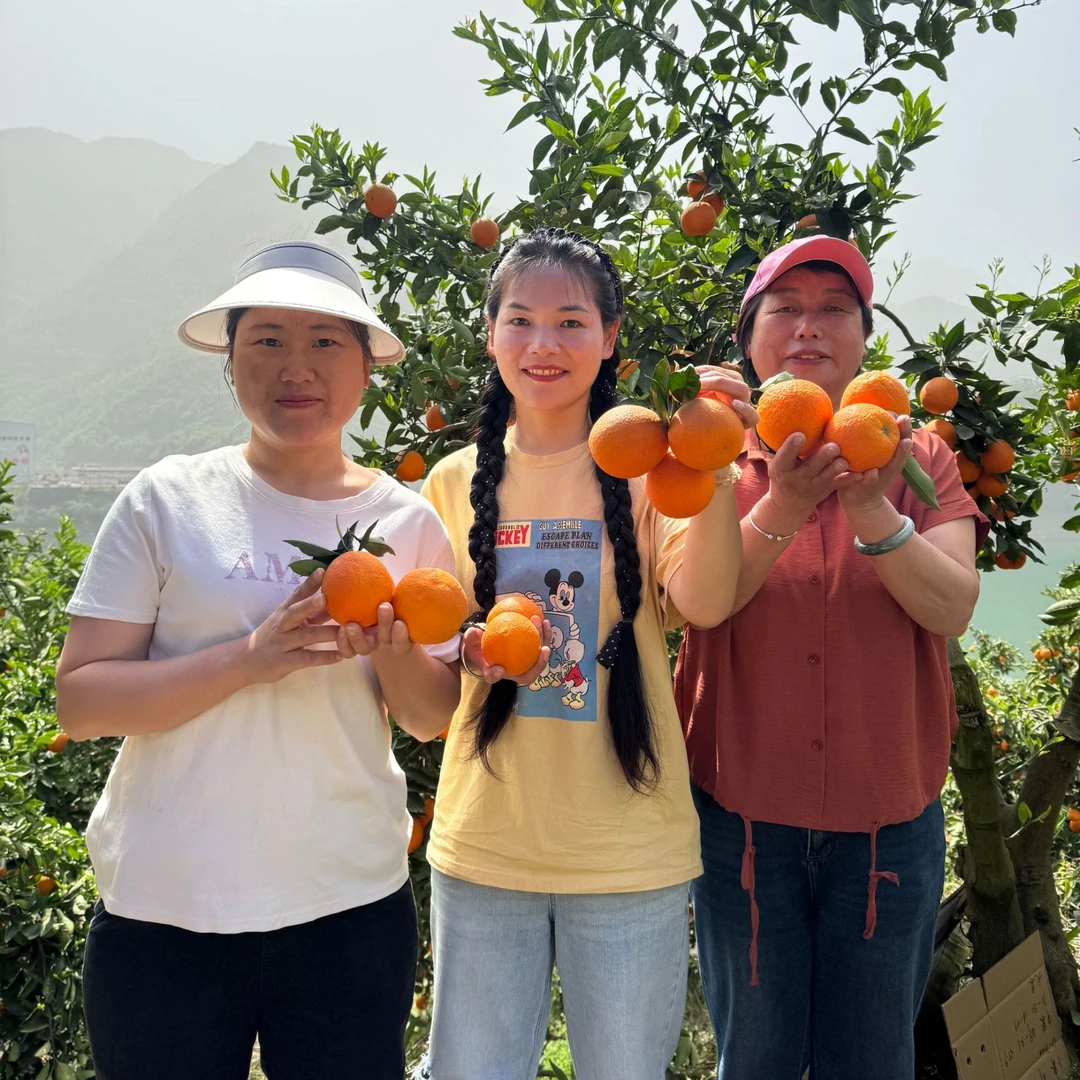 【周年庆福利】湖北秭归伦晚脐橙香甜多汁当季新鲜柑橘水果京东快递