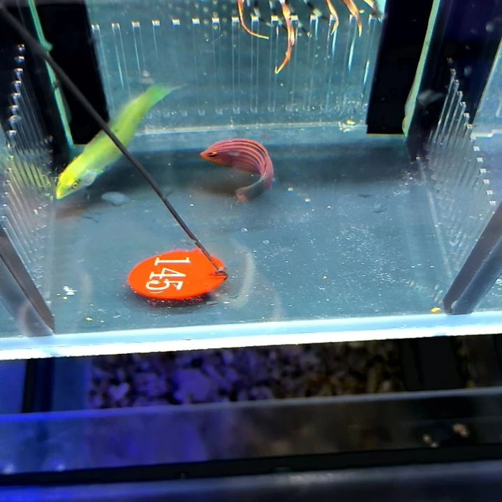 六线龙60+绿龙40/6-74-145