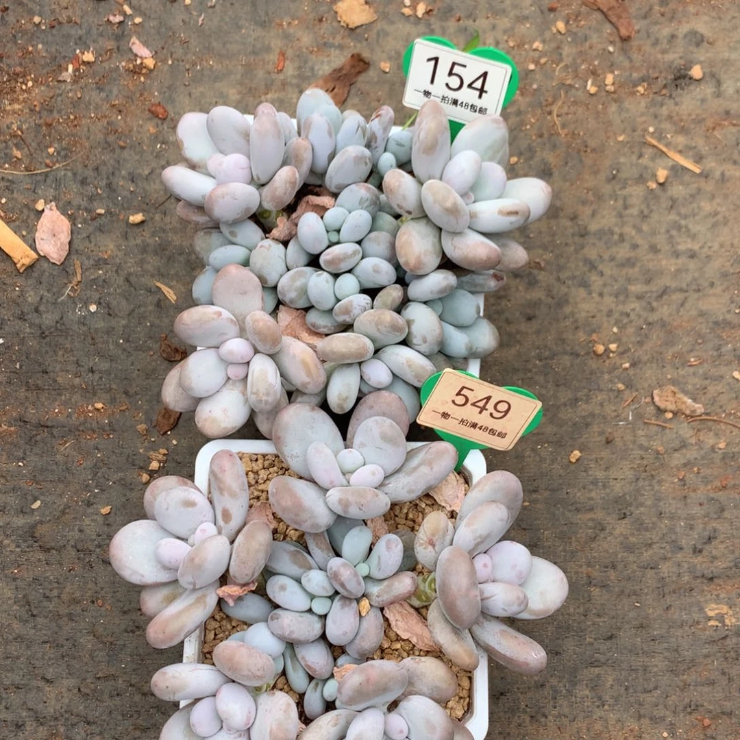 多***儿原始奶无砍2颗154-549