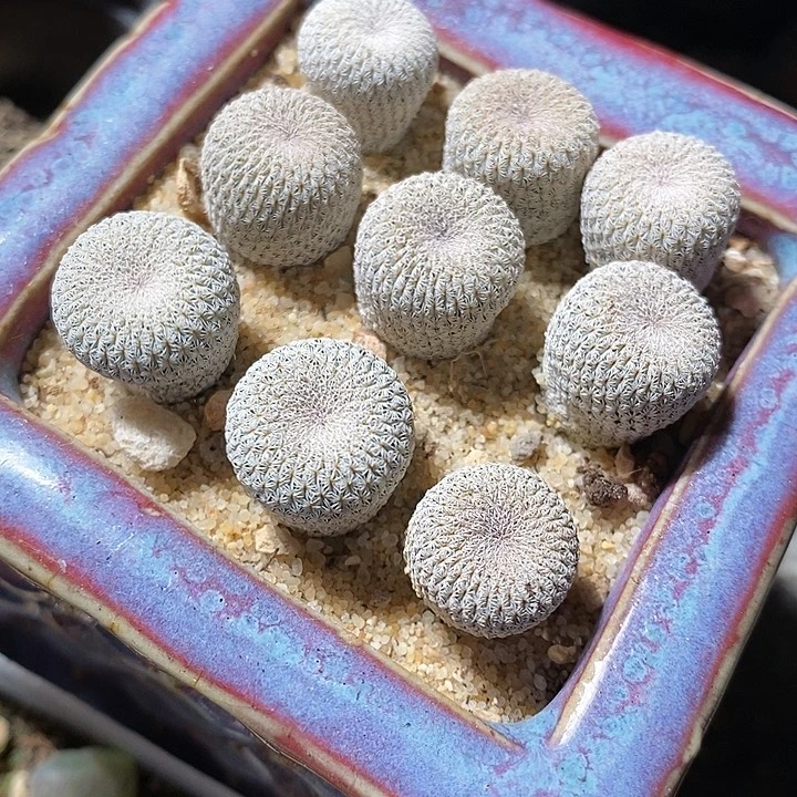 实生月世界一颗。