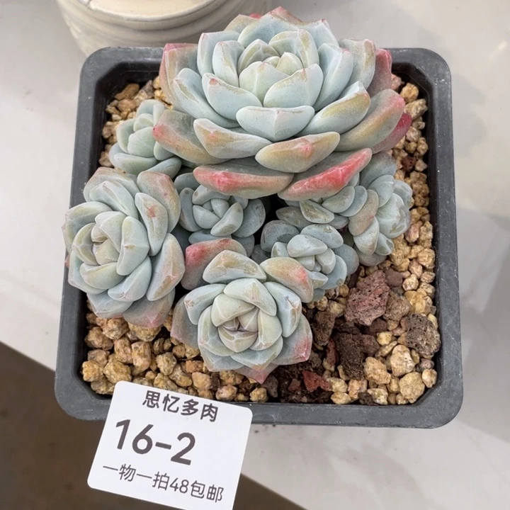 加***加你在干嘛呢我在洗衣服呢加加