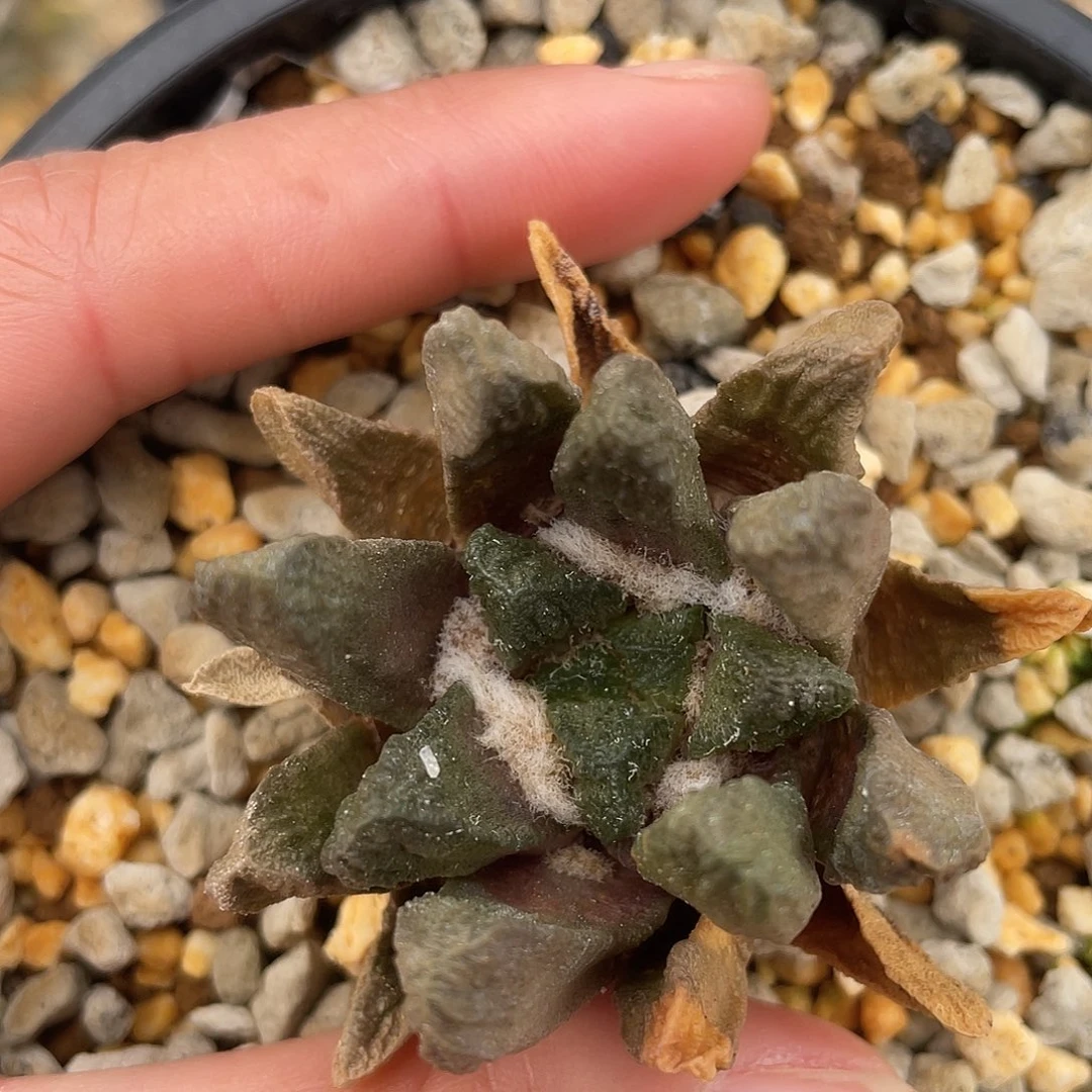 记****字龙角牡丹带盆发货