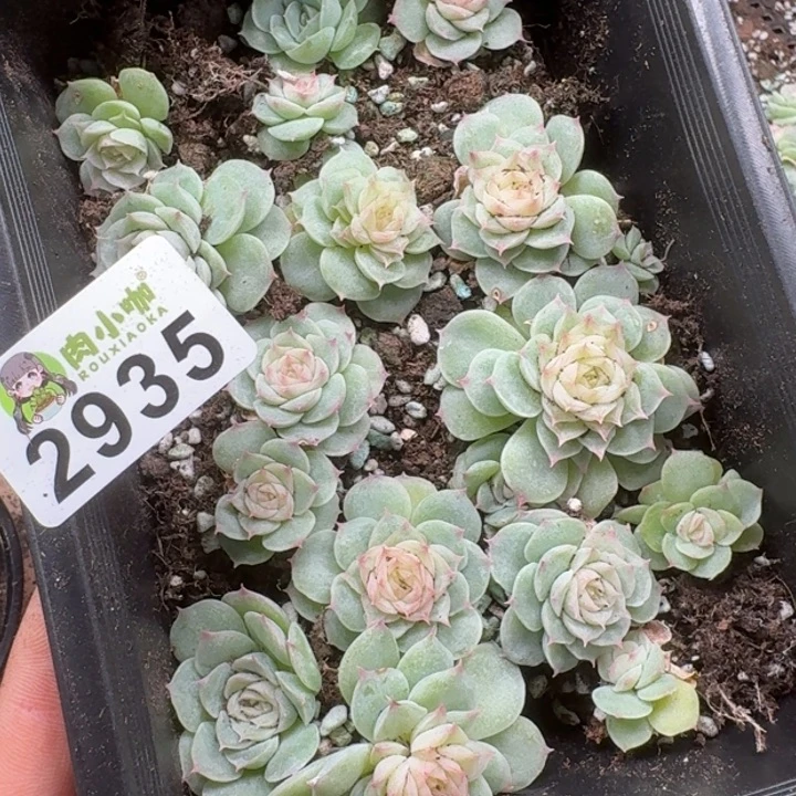 豆***宝多肉植物多肉植物
