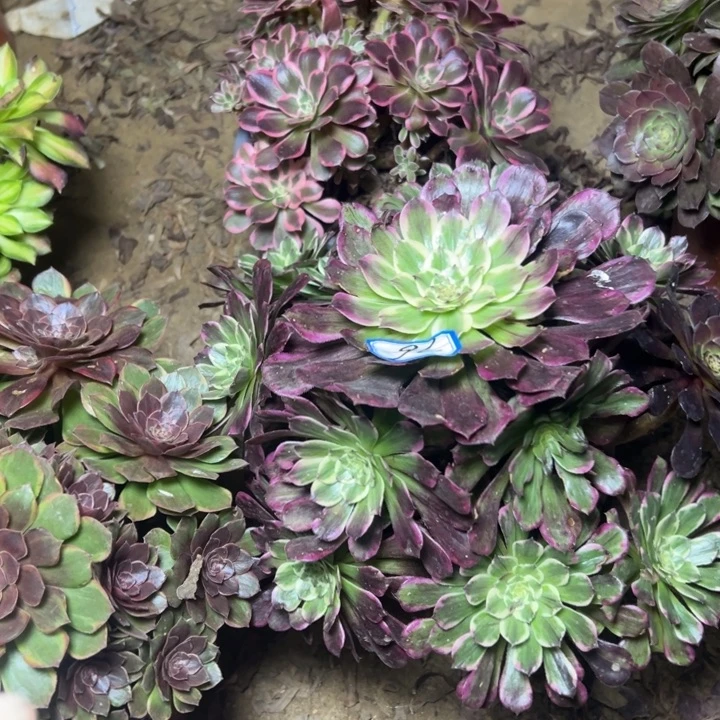 快***生多肉植物皇后砍过76