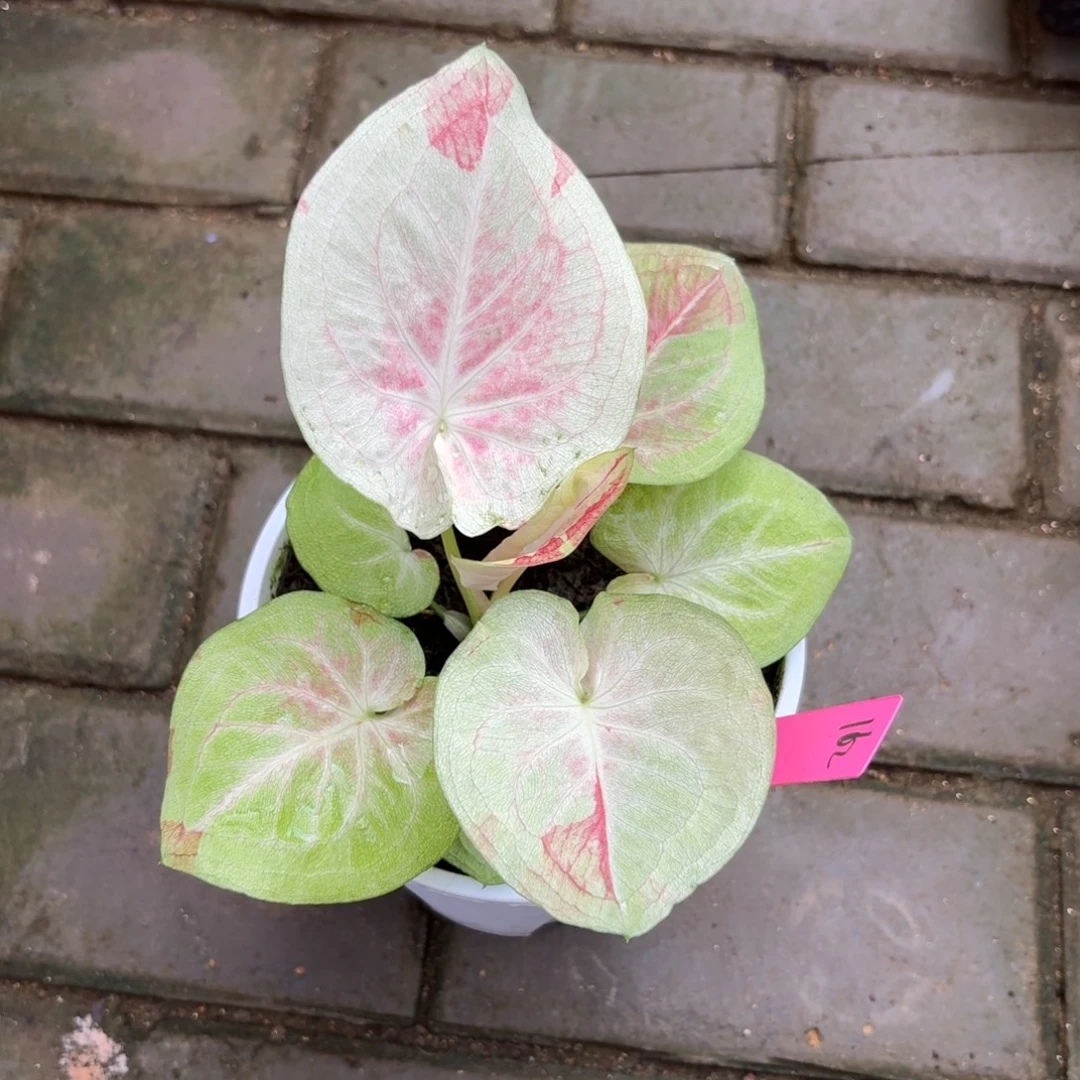 天堂莲花泰国彩叶芋162-0925