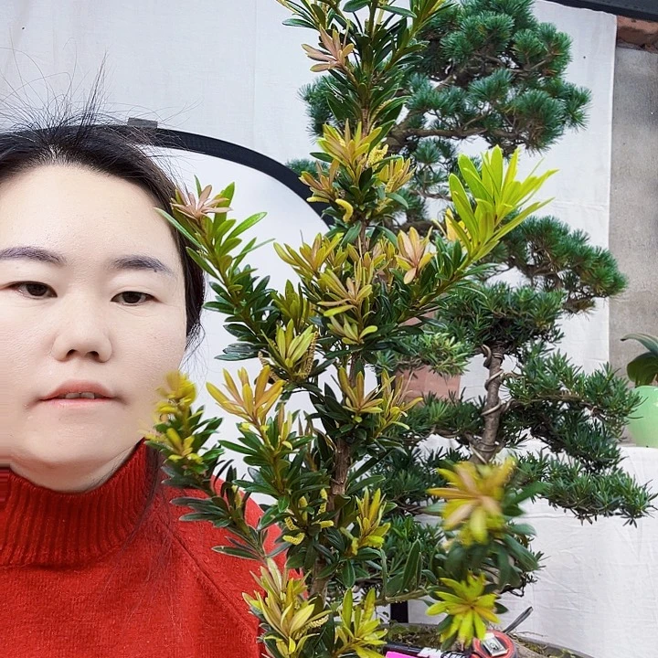 清***阳无花朵罗汉松是我国著名