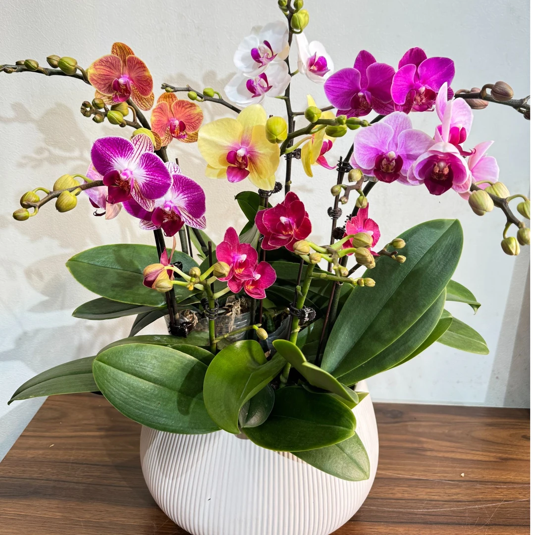 蝴蝶兰【锦上添花】盆栽花卉观花植物室内厂家直销批发兰花