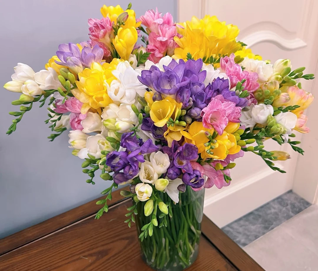 云南宛安鲜花【香雪兰】小苍兰浓郁香味花期长店铺无数单一个运费