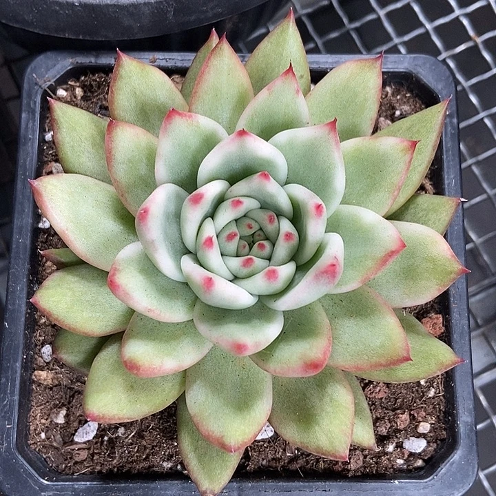 摩根锦多肉植物的