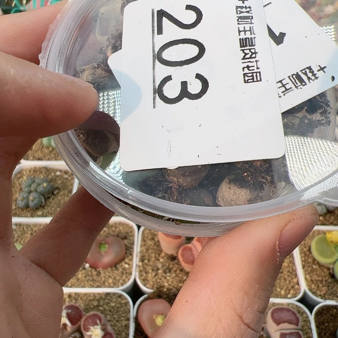 【闪购商品】203 清盒