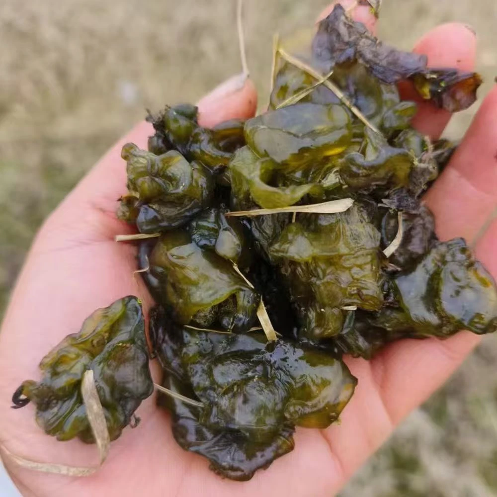 湖南特产野生地皮菜地衣菜地皮菇地木耳地皮菜湿雷公菌酒店饭店用