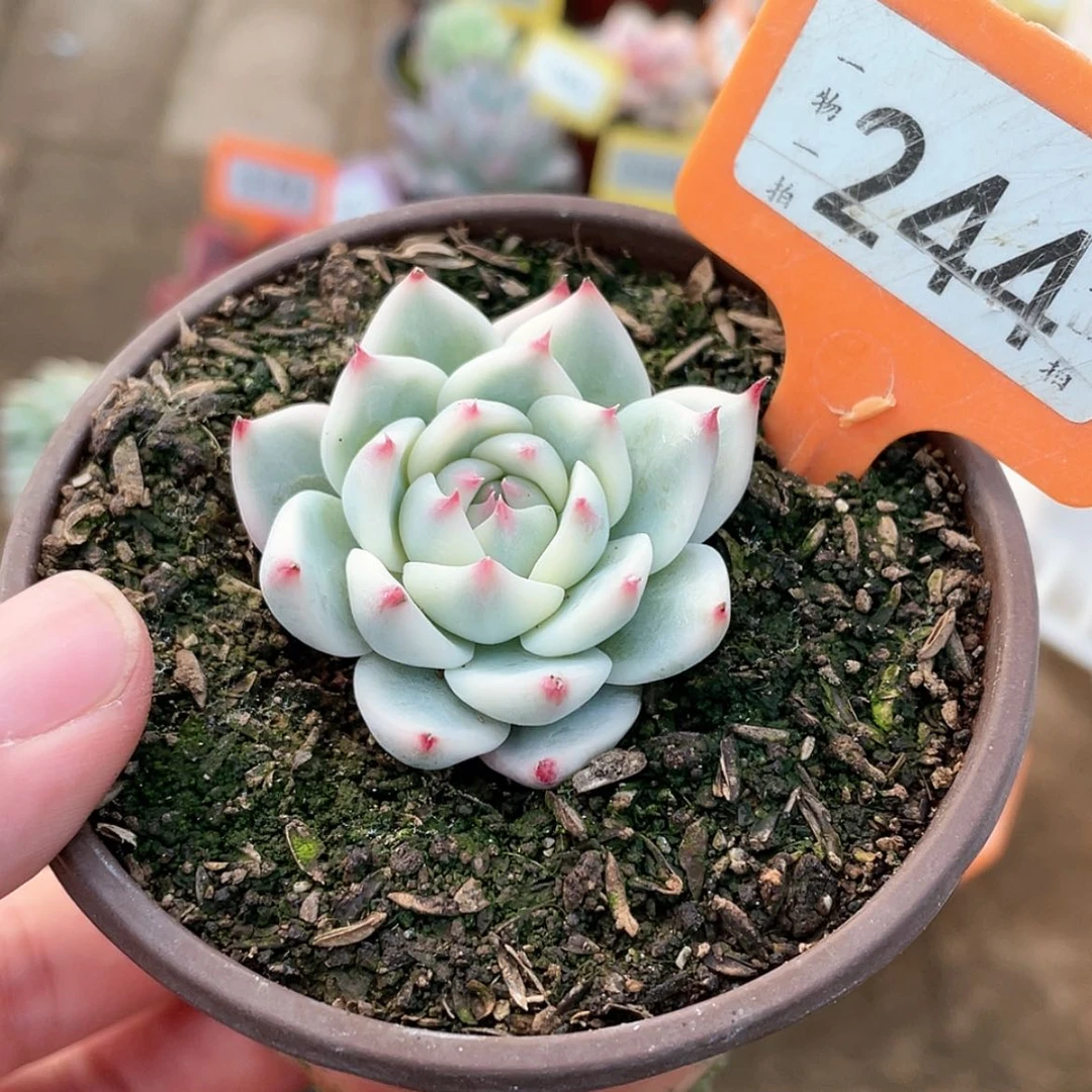 【闪购商品】244号