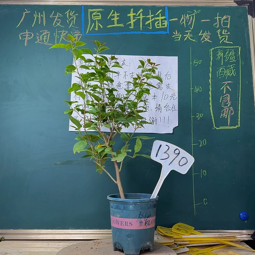 当前无花栽培后可以开花金发女郎1390