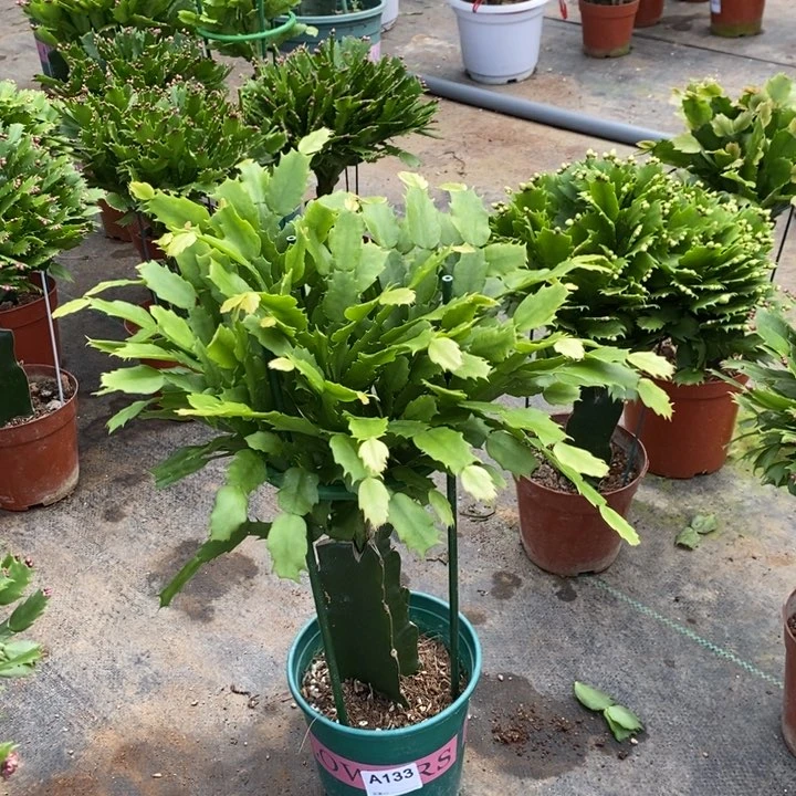当前无花栽培后可以开花133嫁接2099