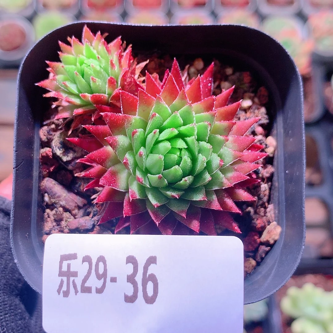 乐然29-36 橘子球