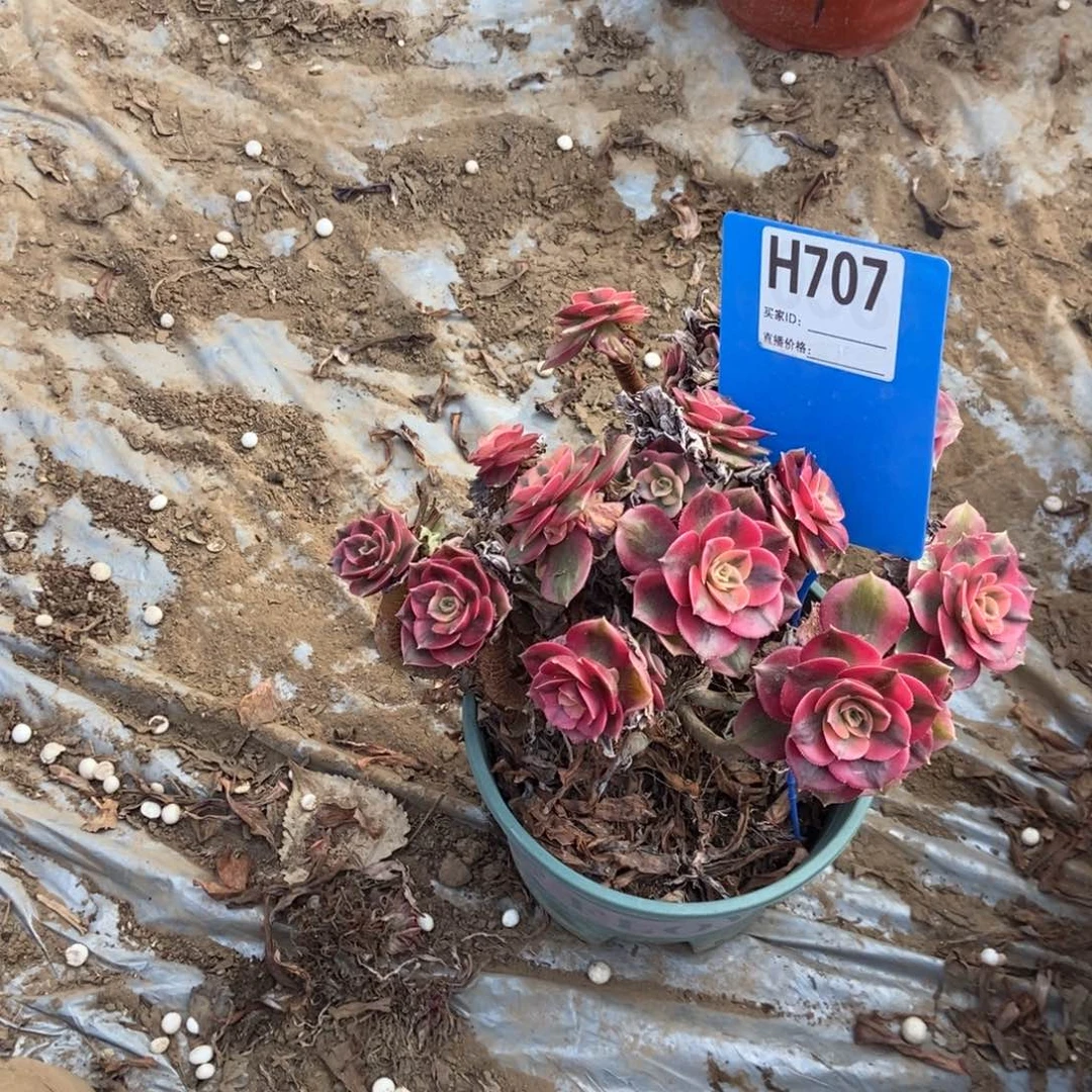 清****707荔枝干伤处理断枝