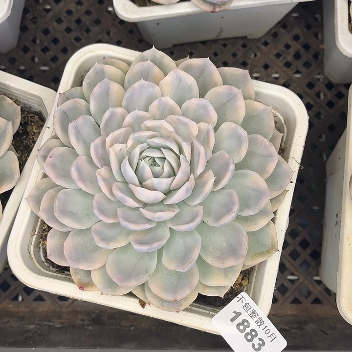 阿雅园艺。          18683雪球锦