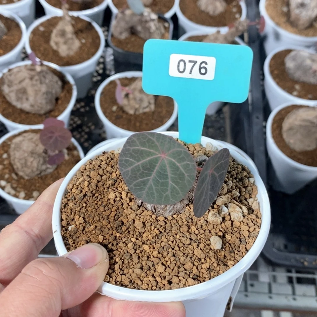 一叶龟多肉植物一个