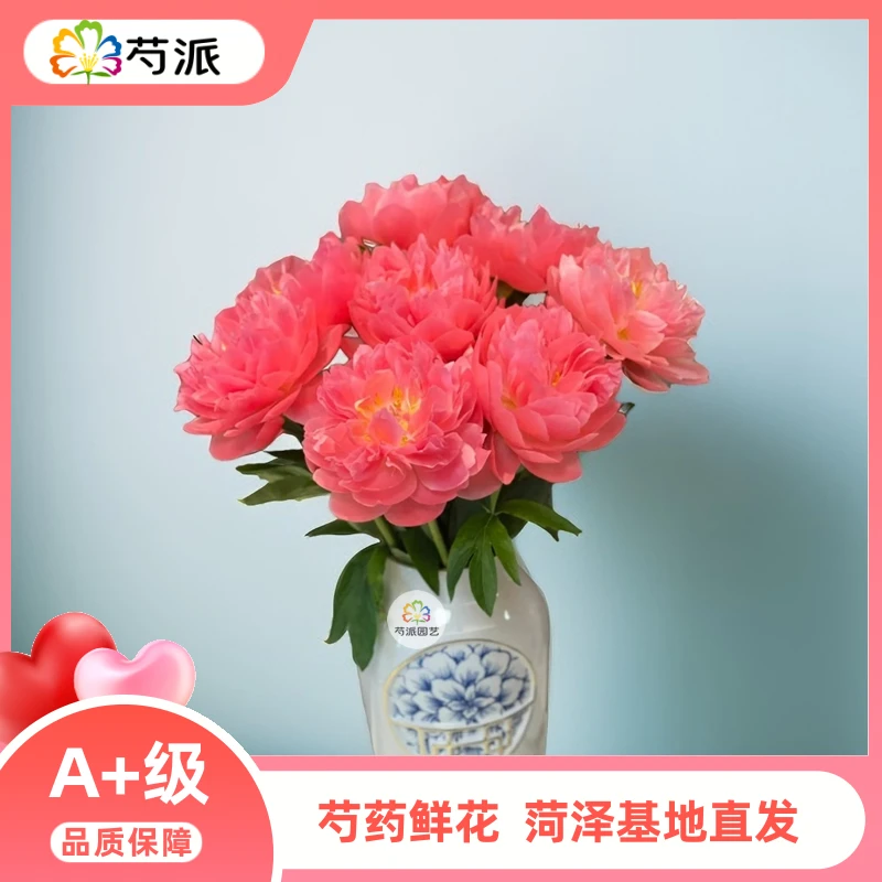 【夏威夷珊瑚粉】芍药鲜花 重瓣芍药鲜切花 家庭鲜花 菏泽基地直发