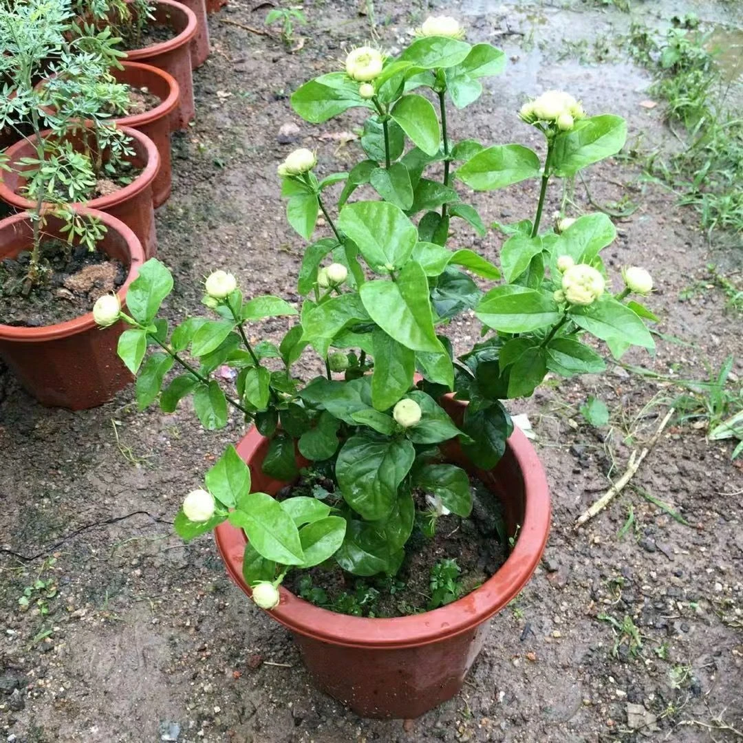 正宗三叶轮生虎头茉莉重瓣茉莉花浓香型基地直发带花苞