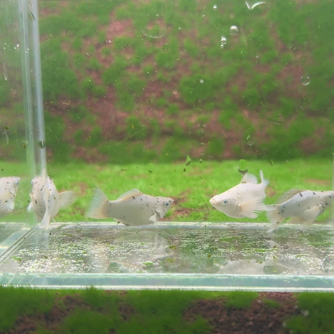 黑玛丽鱼奶牛亚成一公三母