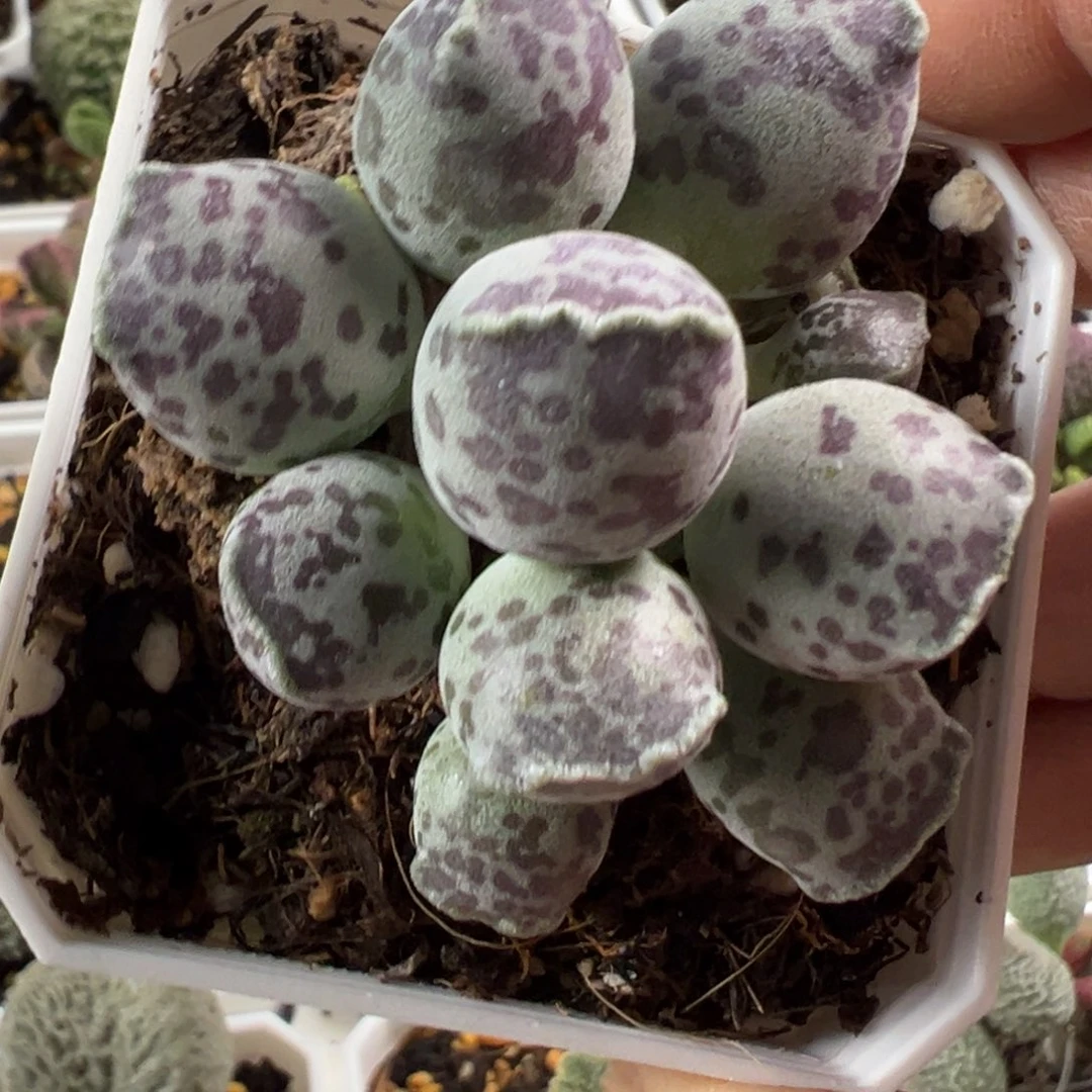 丸叶海豹多肉植物水泡老桩墨点斑款