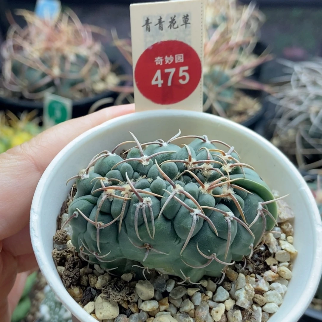 实生裸鄂缀化5.4cm