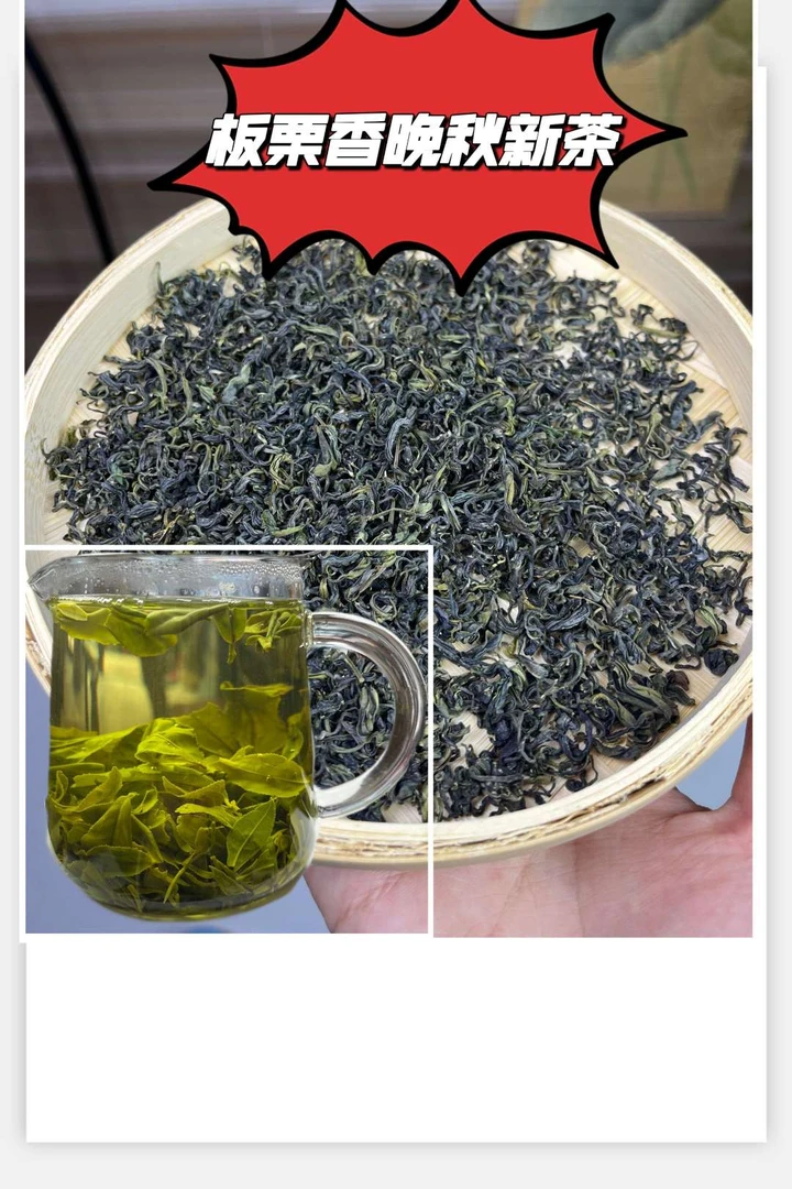 日照绿茶浓香型板栗香晚秋茶新茶日照绿茶口粮茶浓茶沙口足耐冲泡