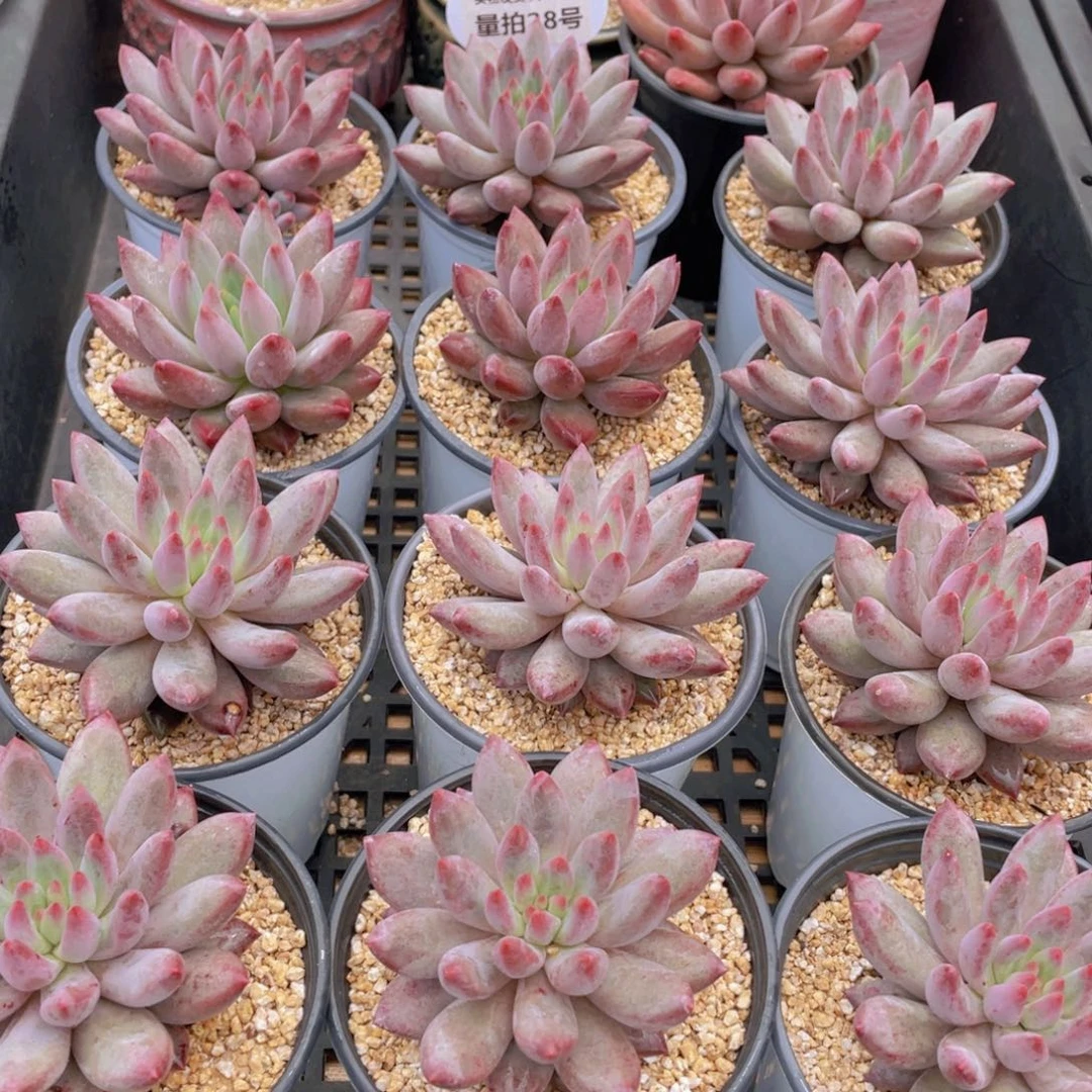 量拍28号 虞美人单头一个