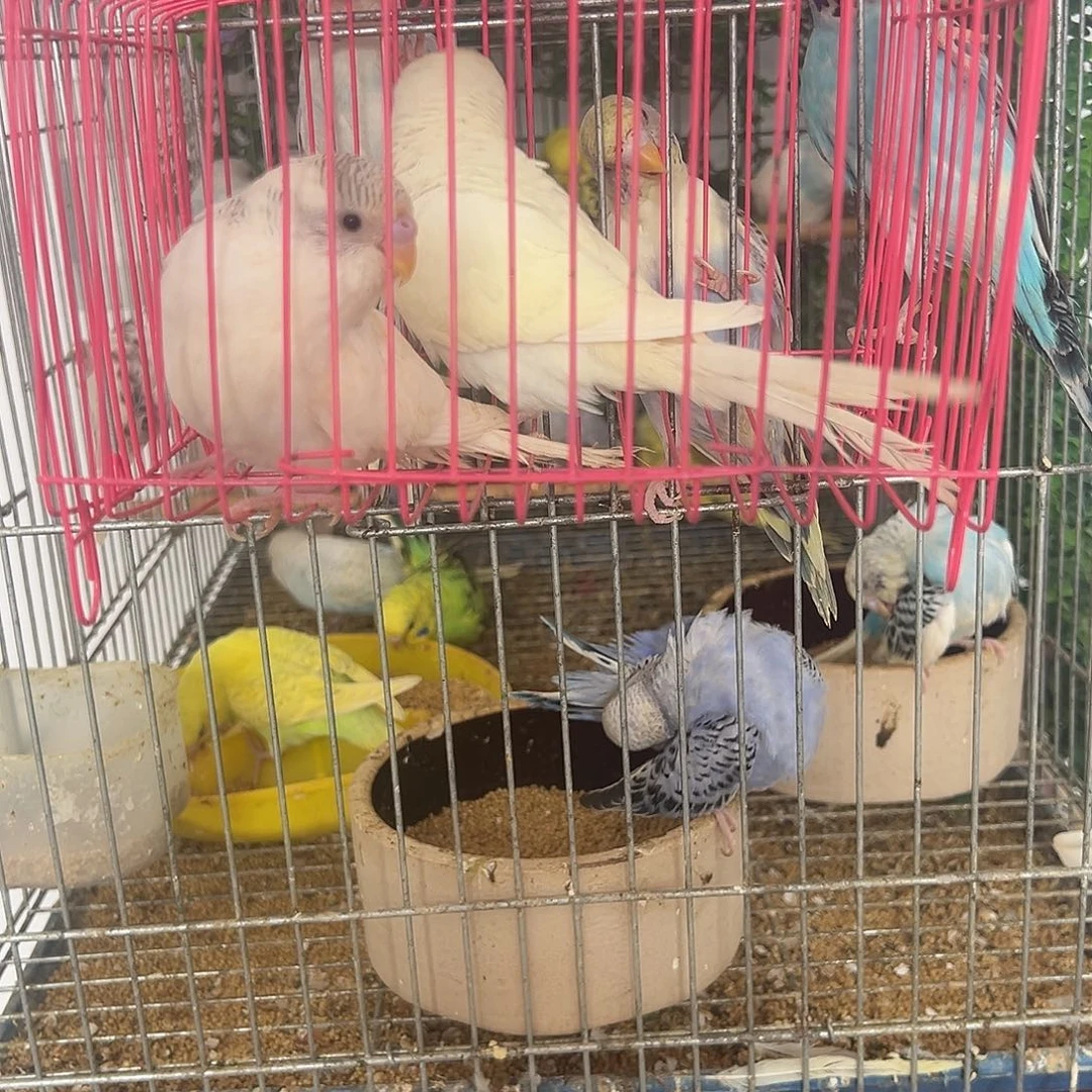 虎皮鹦鹉大头虎皮