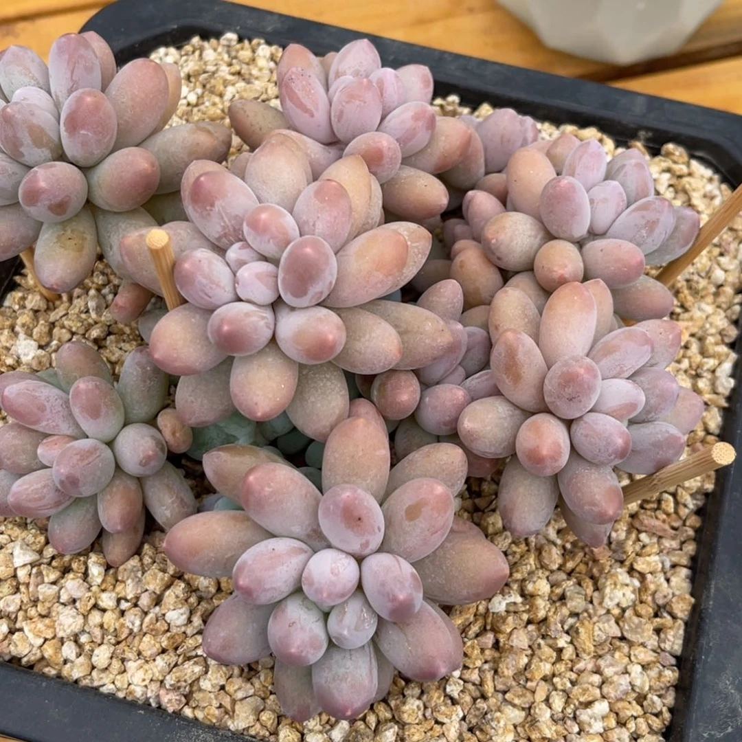 夏***岁冷链。汤圆。寄养……。姐……