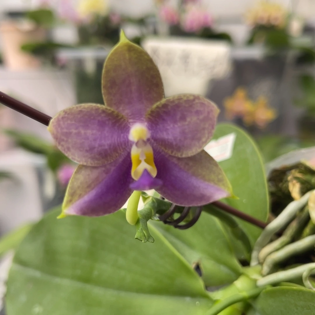 完全开放875 2.5寸弥陀amm156 大福利一物一拍