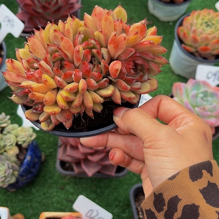1***6丽娟花卉水晶缀多头