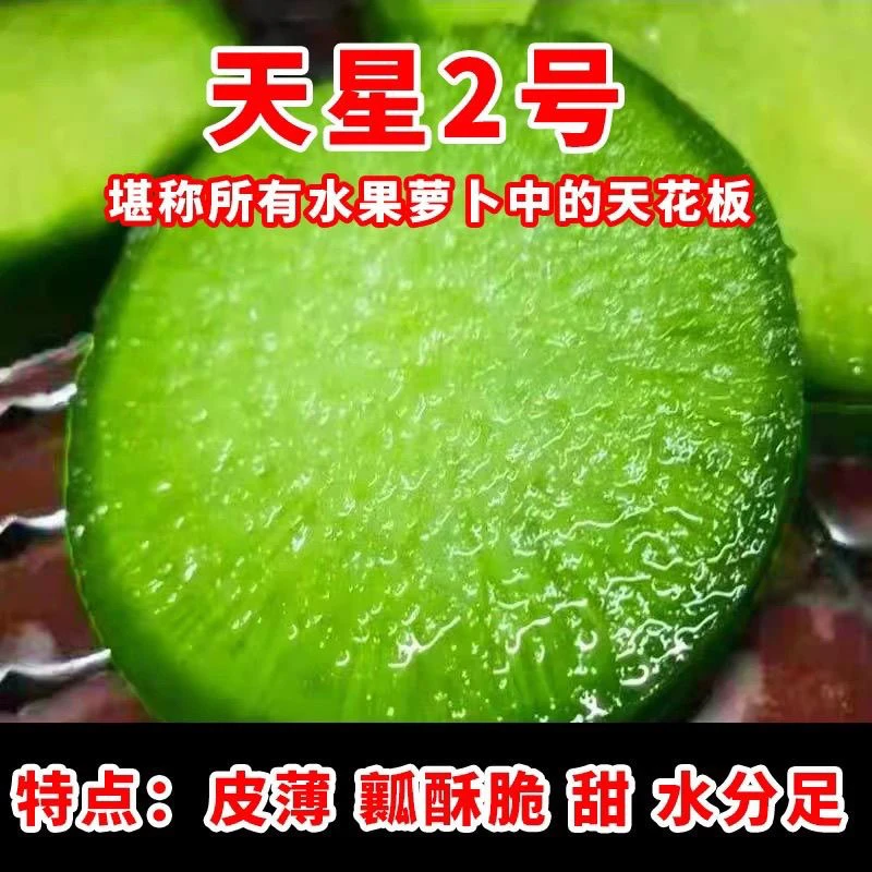 【天星2号】潍坊水果萝卜新鲜现挖脆甜多汁适合生吃产地直发